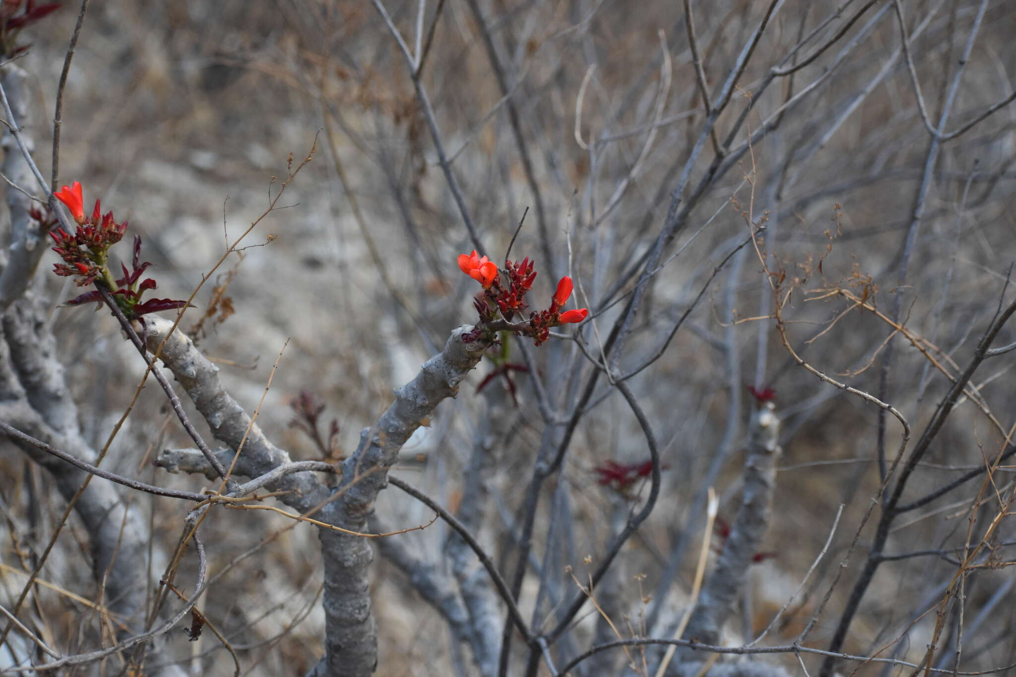 Image of Jatropha macrantha Müll. Arg.