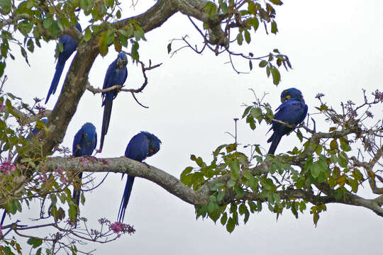 Image of Hyacinth Macaw