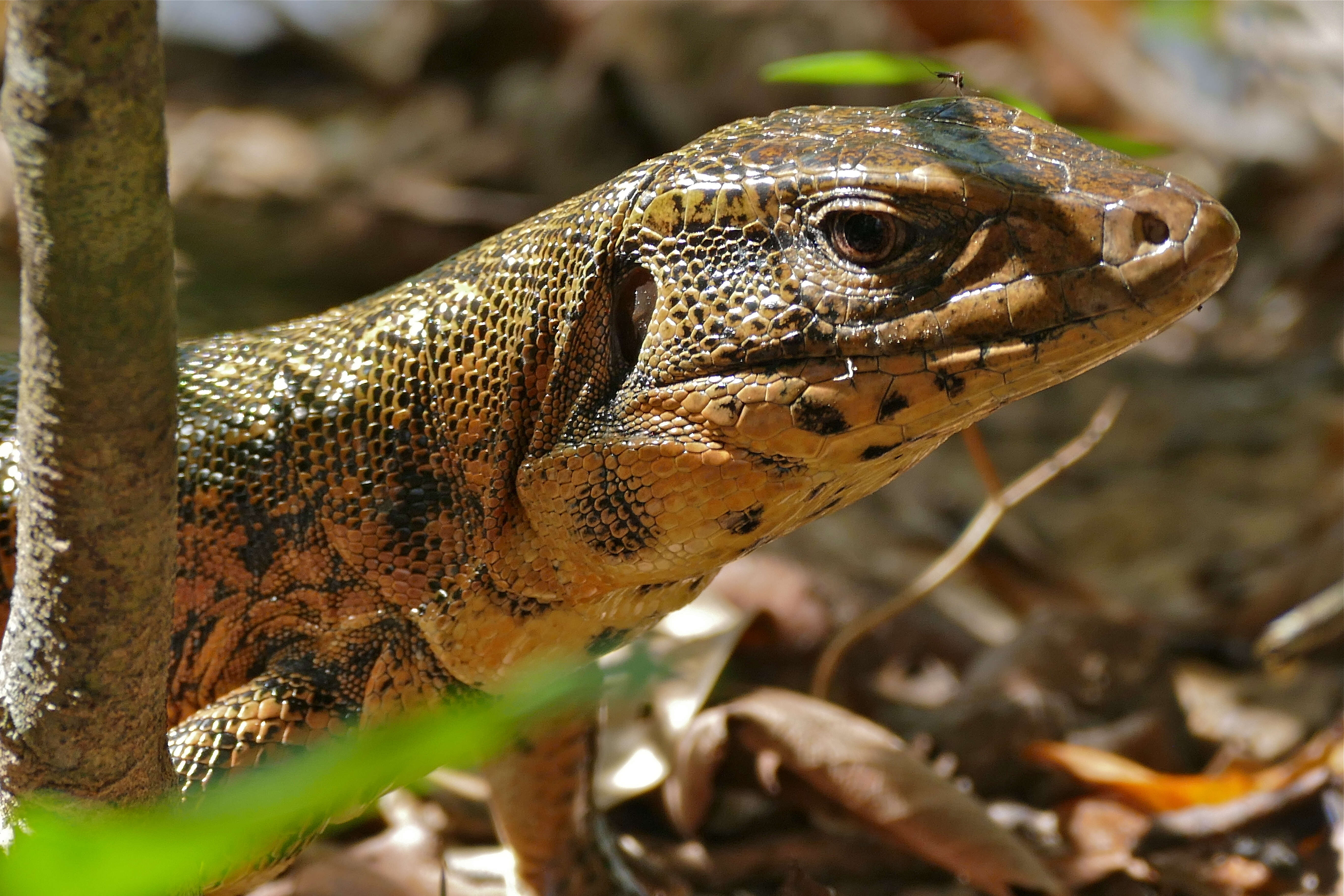 Image of Gold tegu