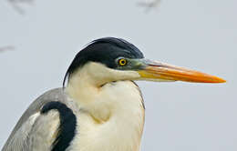 Image of Cocoi Heron