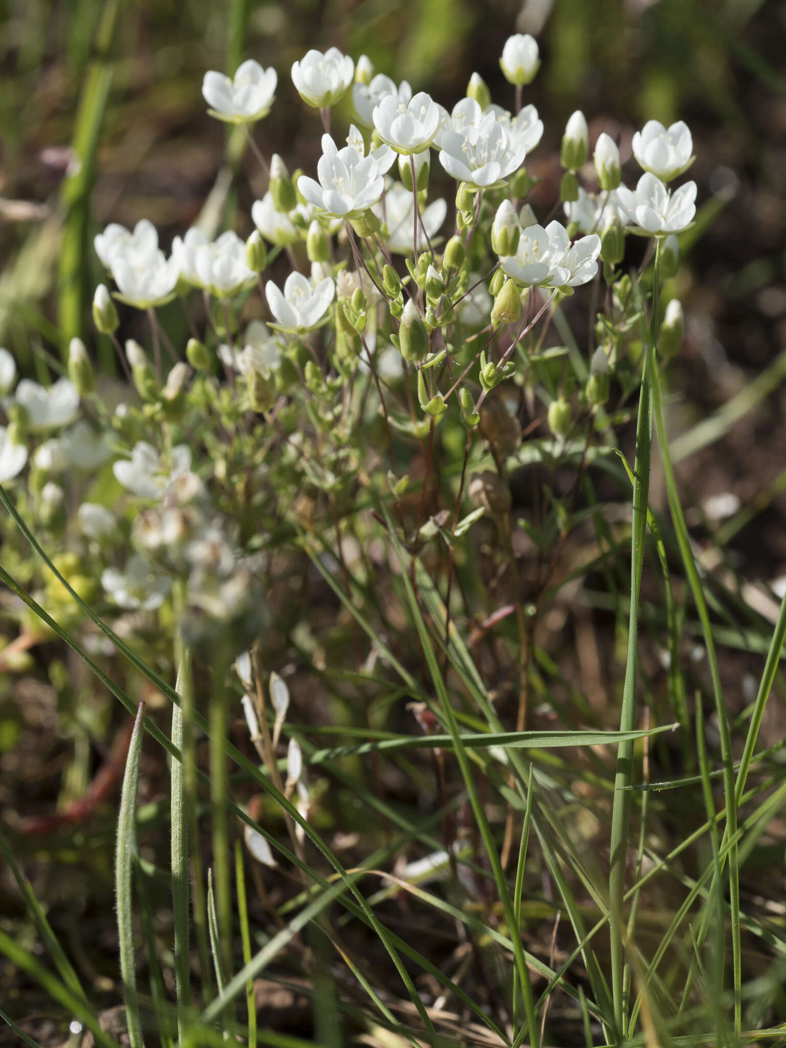 Image de Sabulina californica (A. Gray) Dillenb. & Kadereit