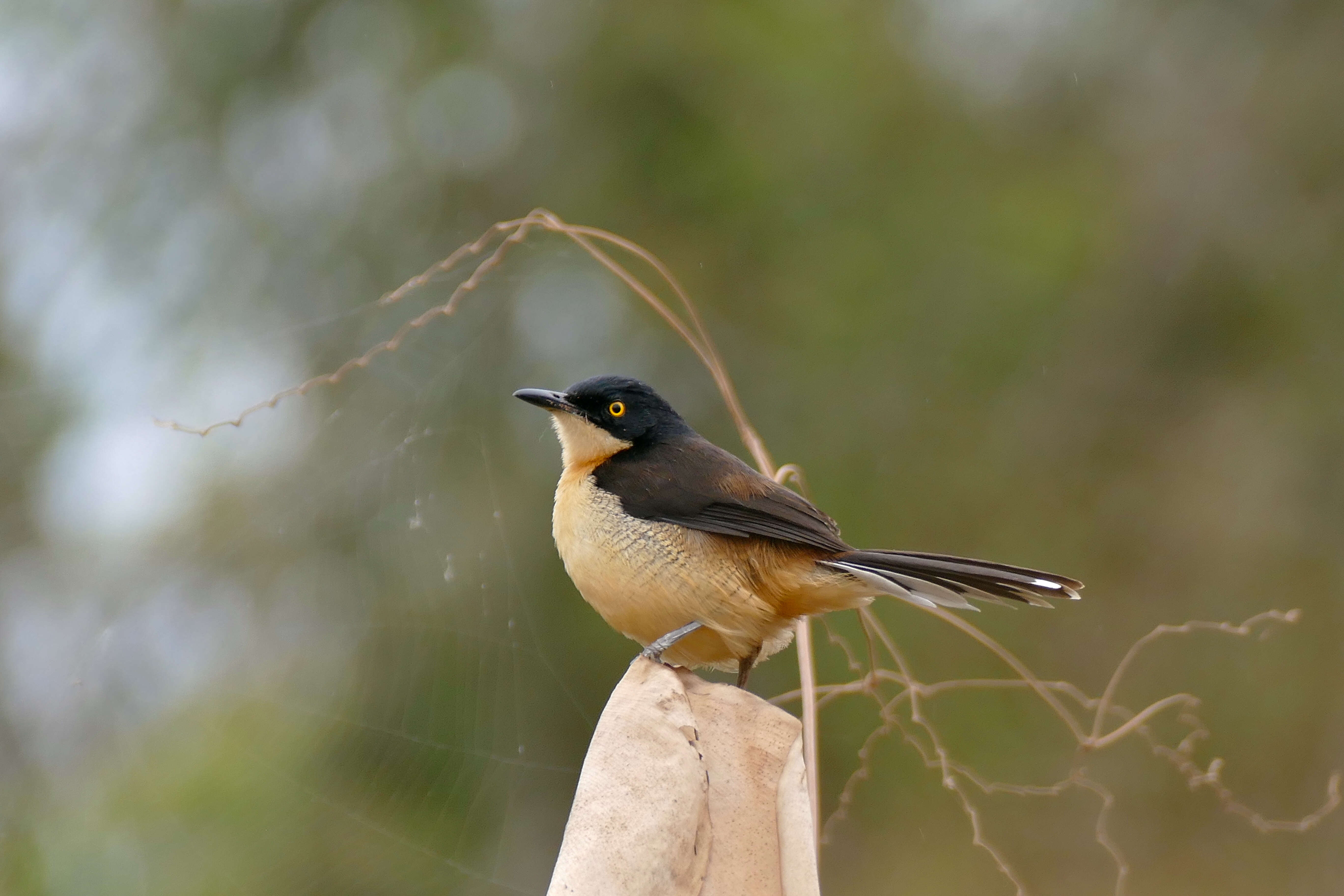 Donacobiidae resmi