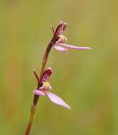 Image of Magenta autumn orchid