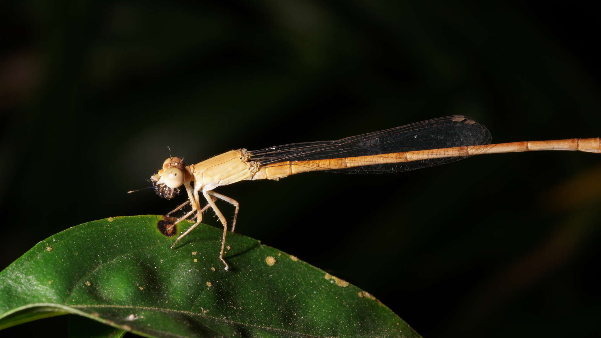 Image of Ceriagrion olivaceum Laidlaw 1914