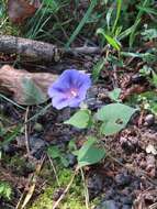 Слика од Ipomoea purpurea (L.) Roth