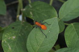 Leptocoris resmi