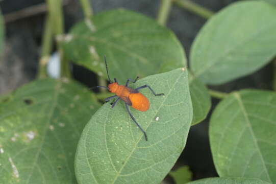 Leptocoris resmi