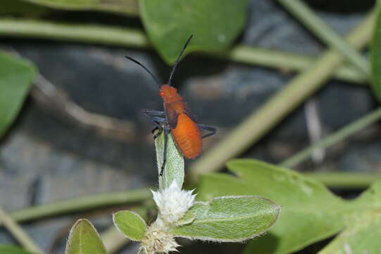 Image of scentless plant bugs