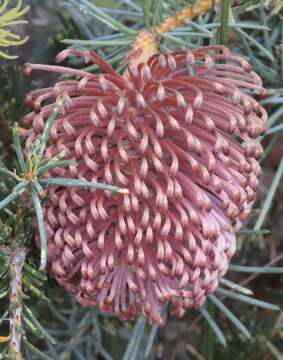 Image de Banksia nutans R. Br.