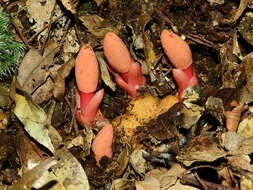 Image of Balanophora yakushimensis Hatusima & Masam.