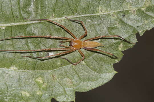 Слика од Cheiracanthiidae