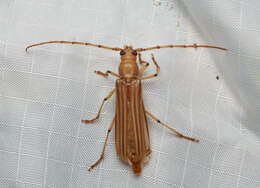 صورة Malacopterus