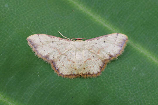 Image of Idaea craspedota Prout 1934