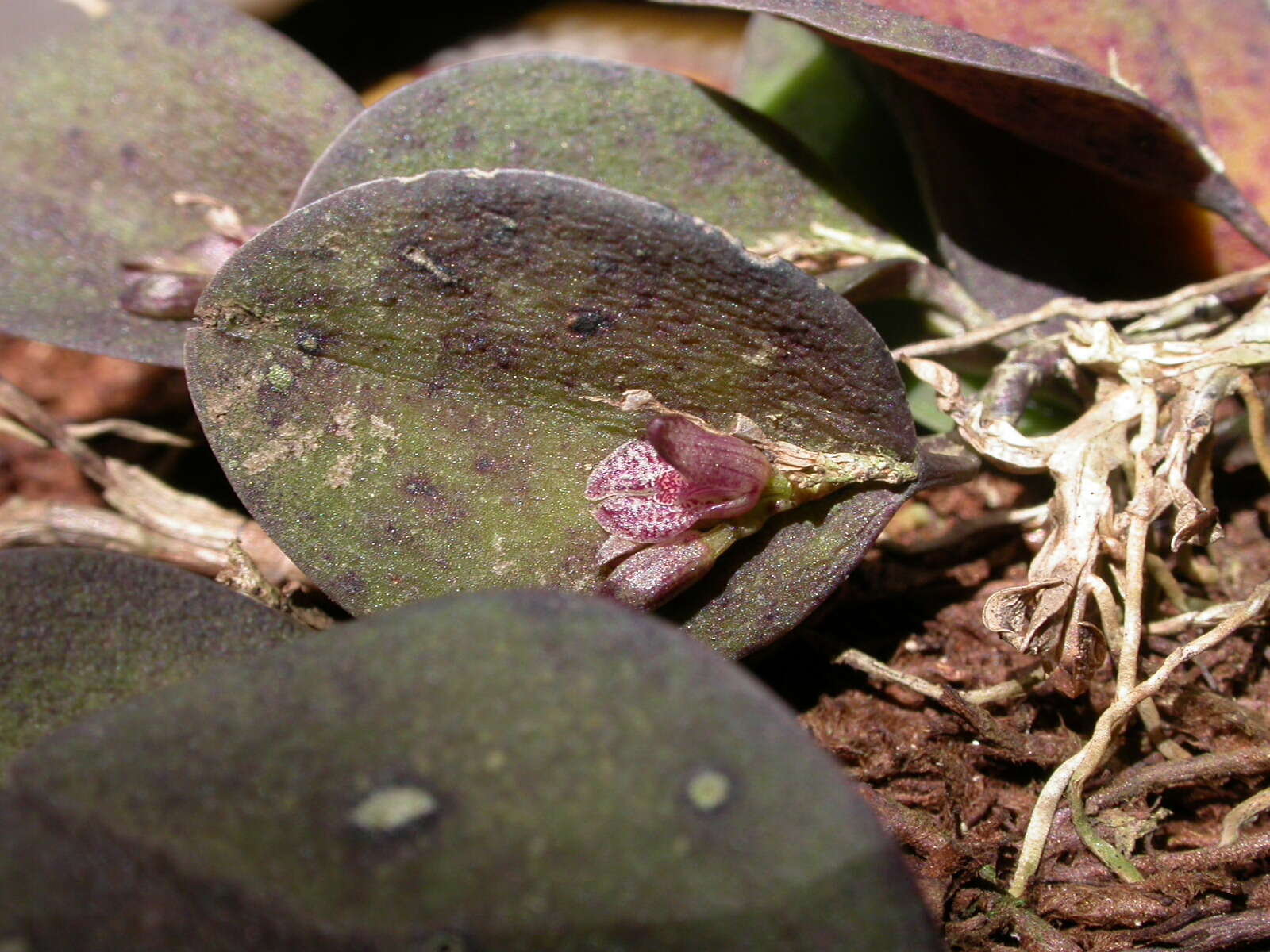 Image of Acianthera rostellata (Barb. Rodr.) Luer