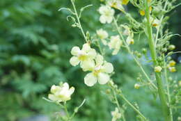 Image of Verbascum gracilescens Hub.-Mor.