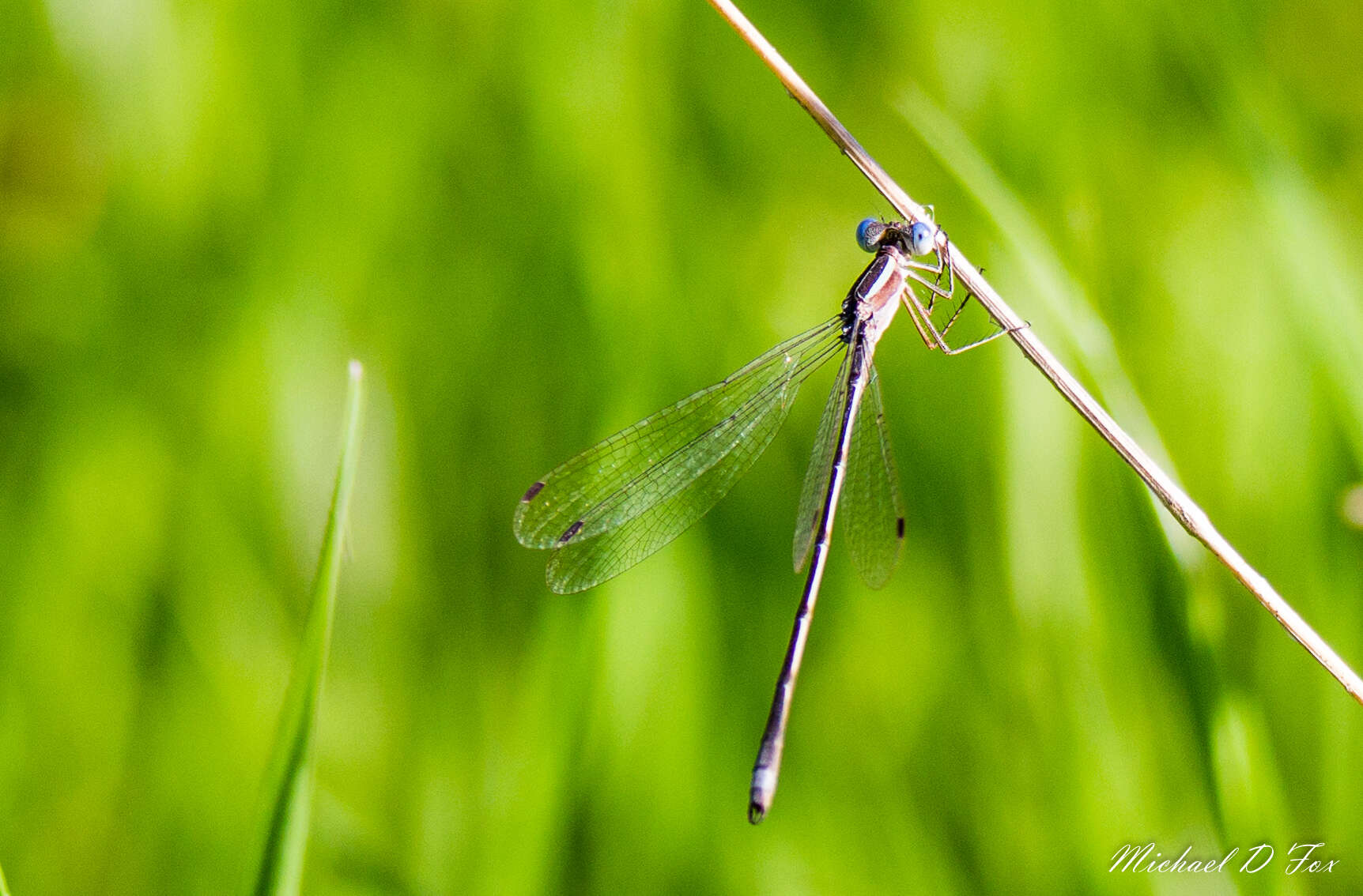 Image of Plateau Spreadwing