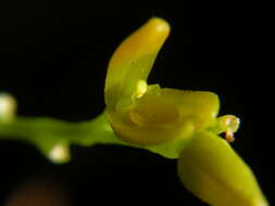 Image of Acianthera pardipes (Rchb. fil.) Pridgeon & M. W. Chase