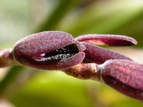 Image of Acianthera saurocephala (G. Lodd.) Pridgeon & M. W. Chase