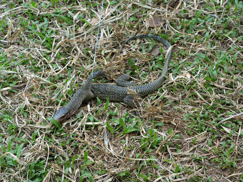 Image of Peach-throated Monitor