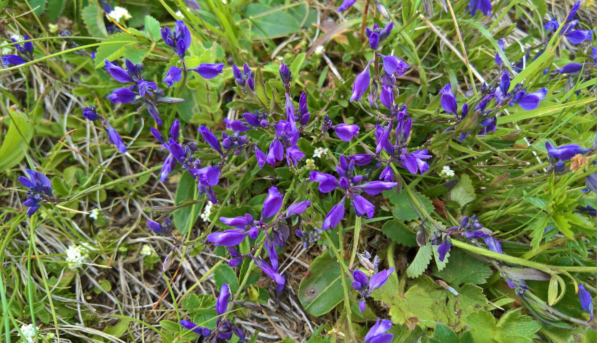 Sivun Polygala vulgaris subsp. vulgaris kuva