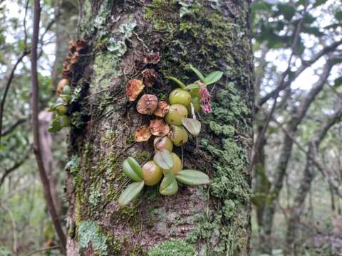 Image of Bulbophyllum elliotii Rolfe