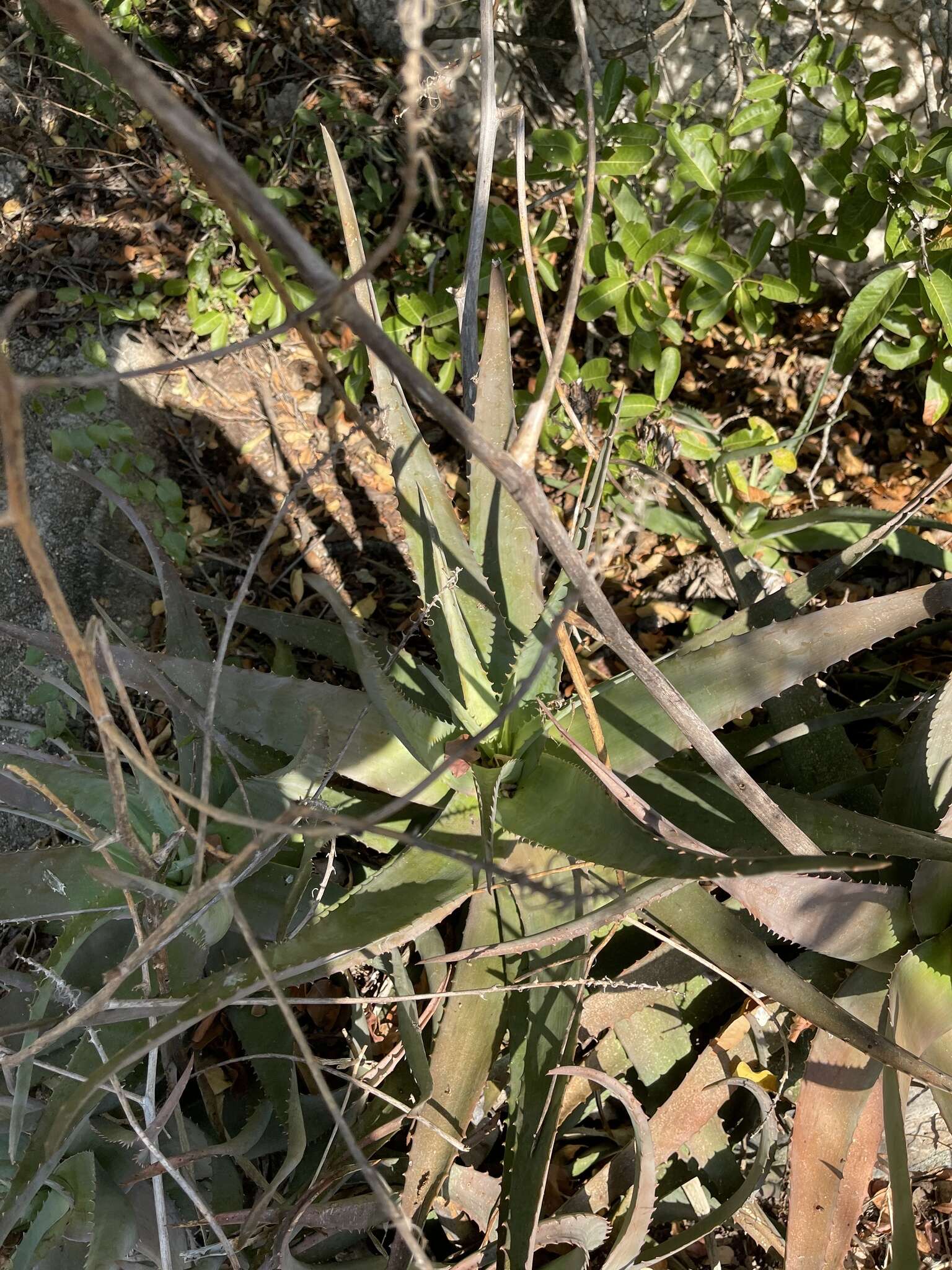 Слика од Aloe chabaudii var. chabaudii