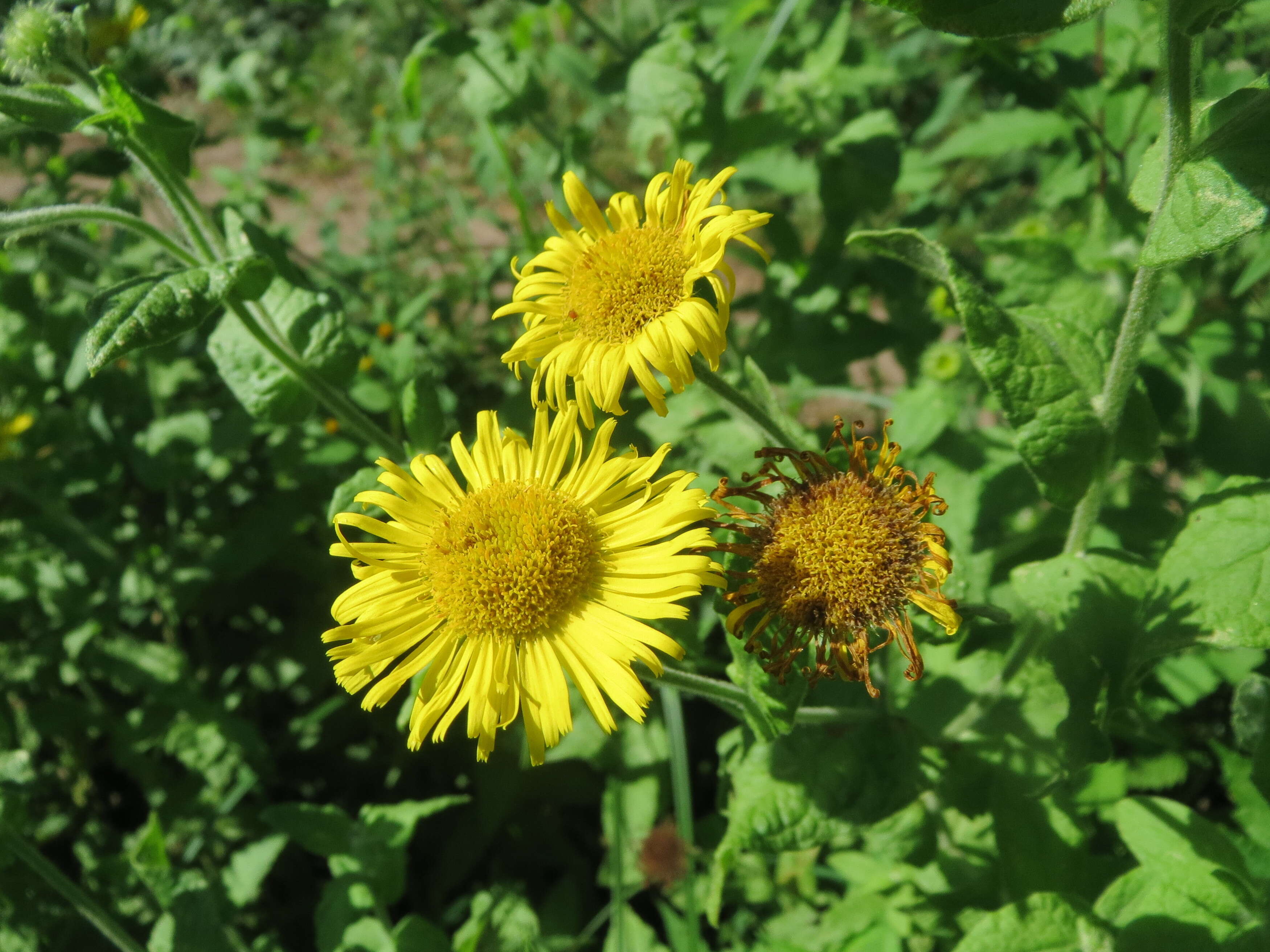 Image of common fleabane