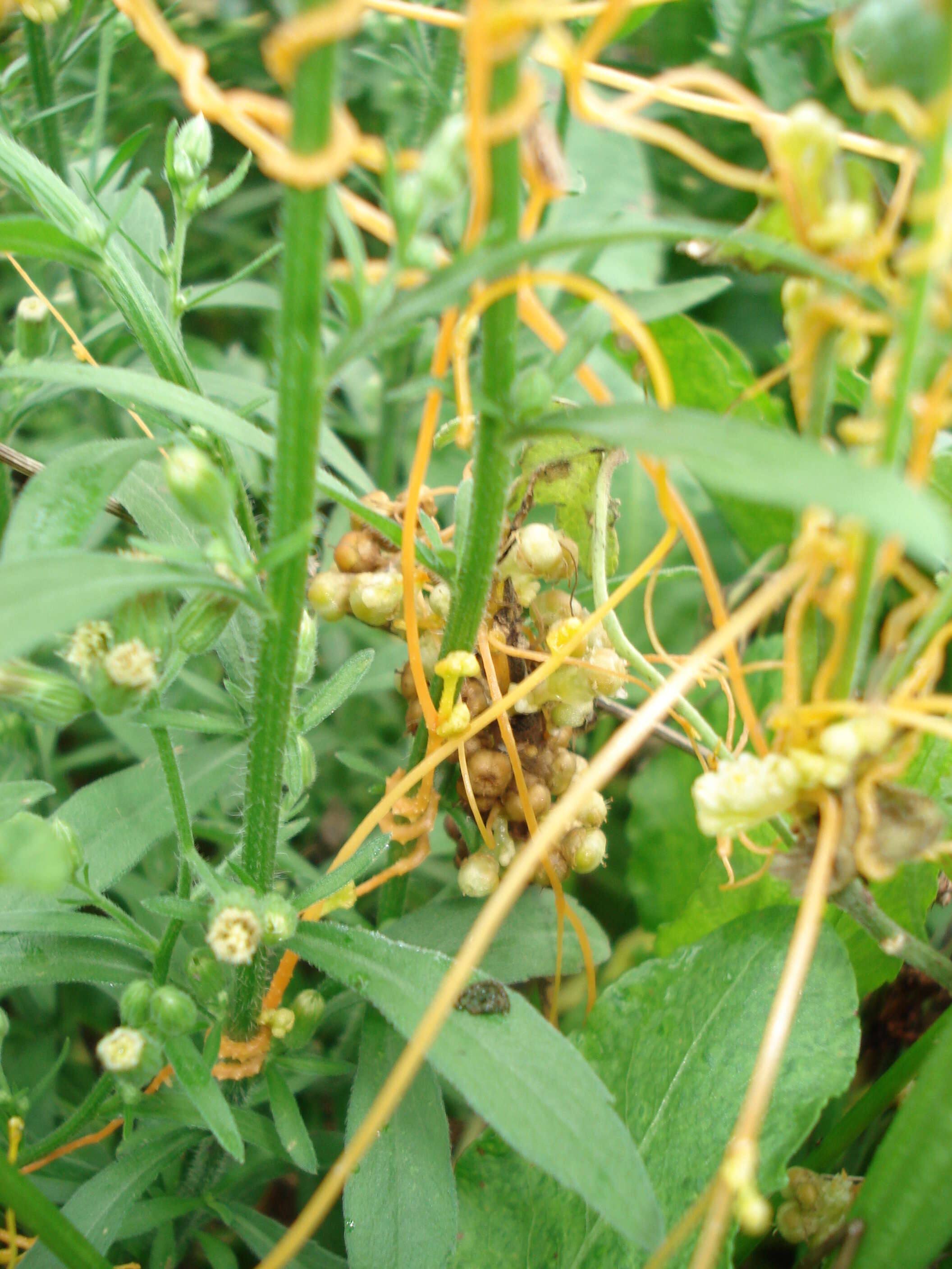 Image of Cuscuta campestris