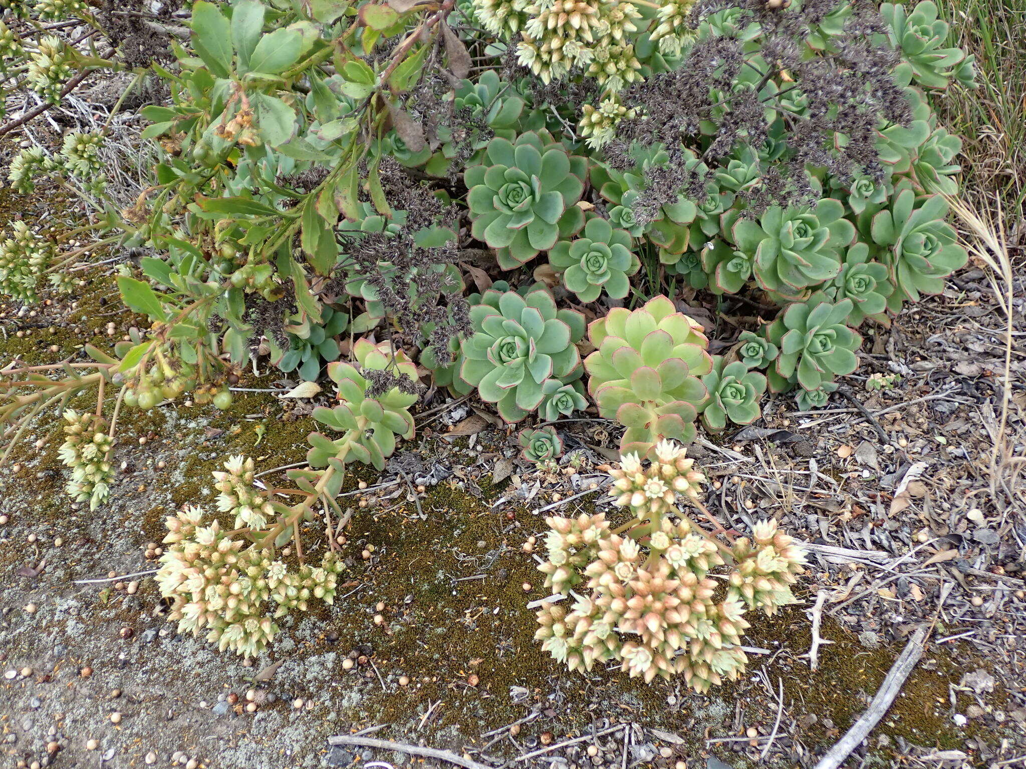 Image de Aeonium haworthii Salm-Dyck ex Webb & Berth.