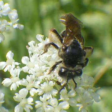 Sivun Andrena crataegi Robertson 1893 kuva