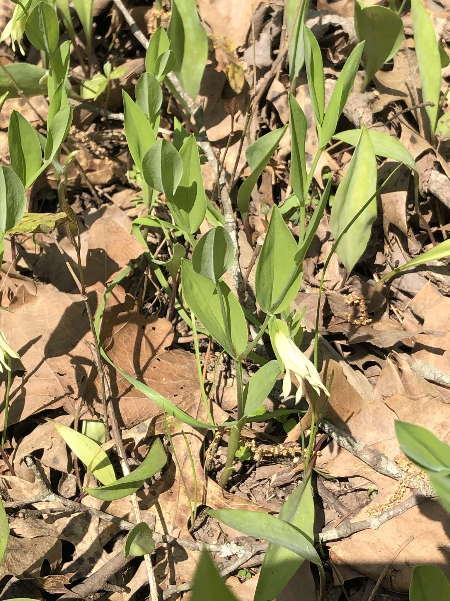 Image of Florida Bellwort