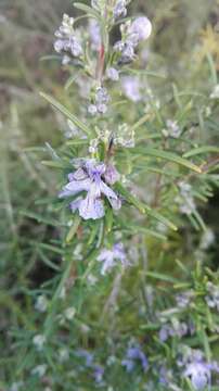 Image of Rosemary