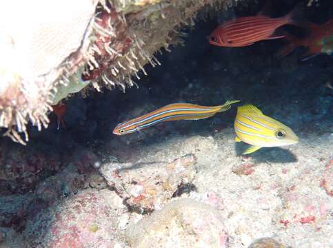 Image of Blue-stripe blenny