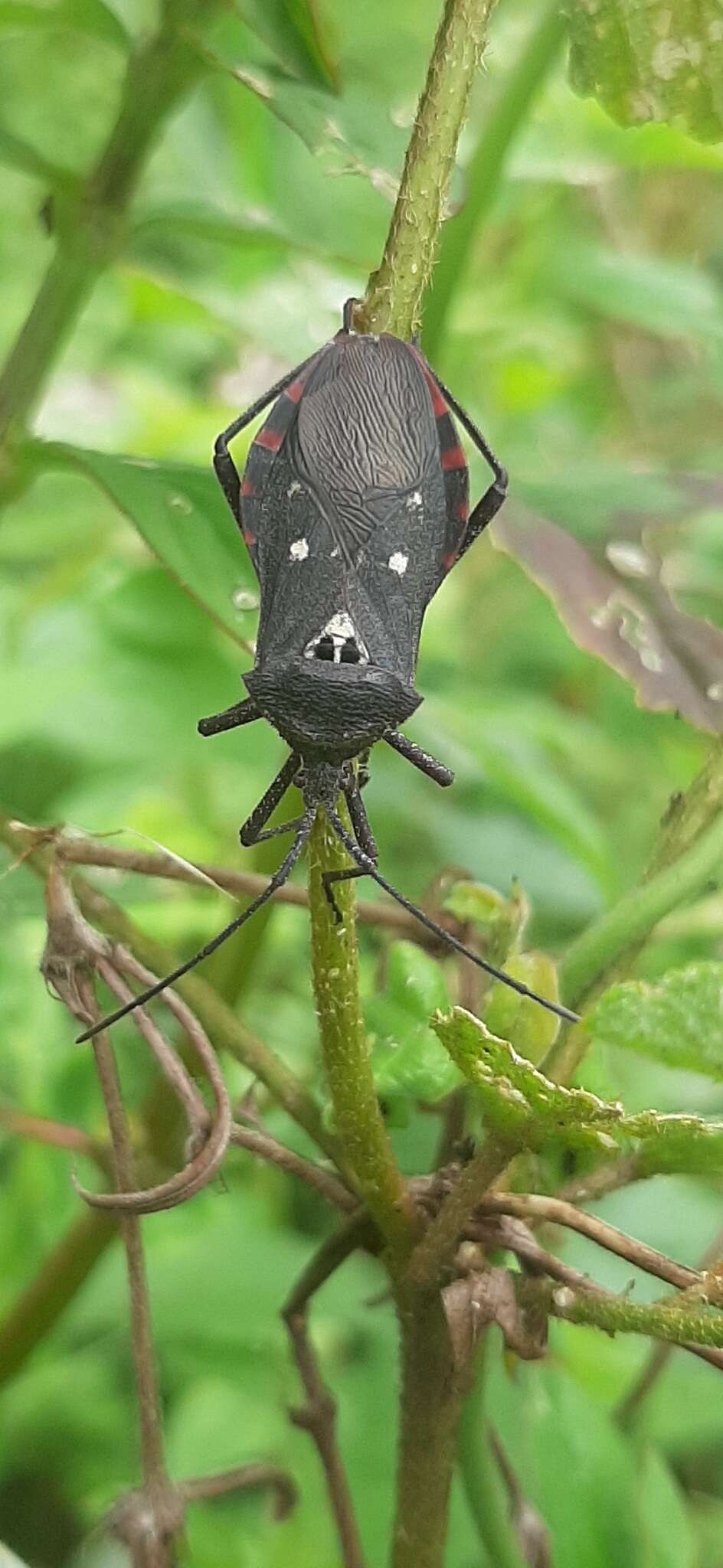 Image of Eubule farinosa (Dallas 1852)