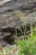 Image of Poa sichotensis Prob.