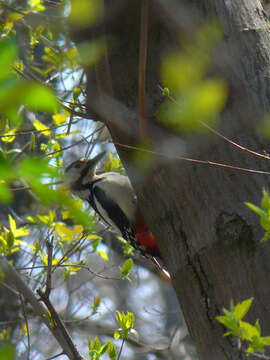 Image of Syrian Woodpecker