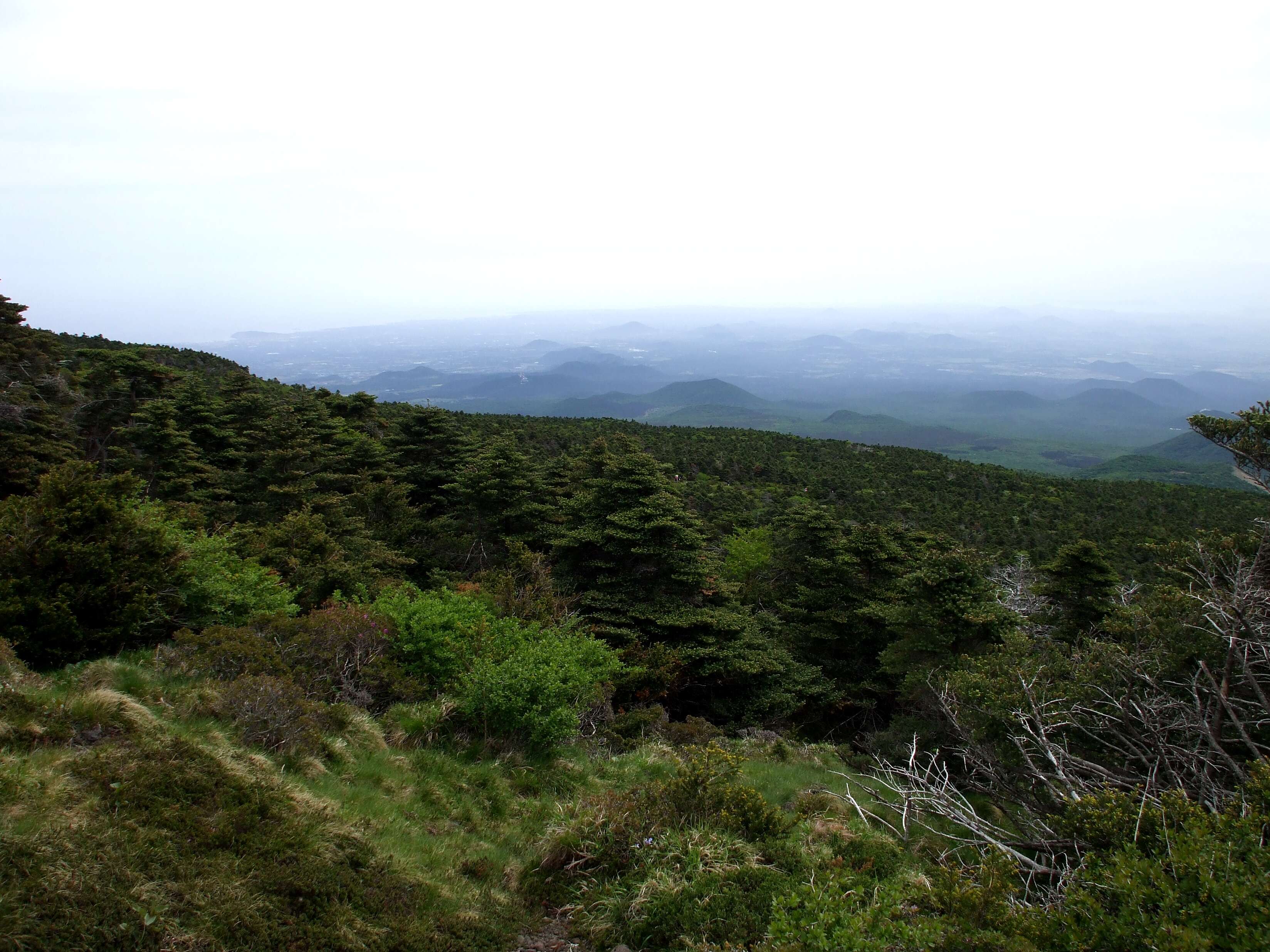 Image of Korean Fir