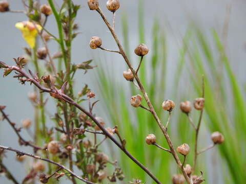 Imagem de Verbascum blattaria L.