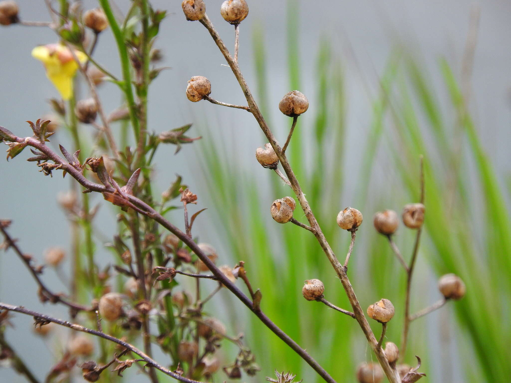 Image of moth mullein