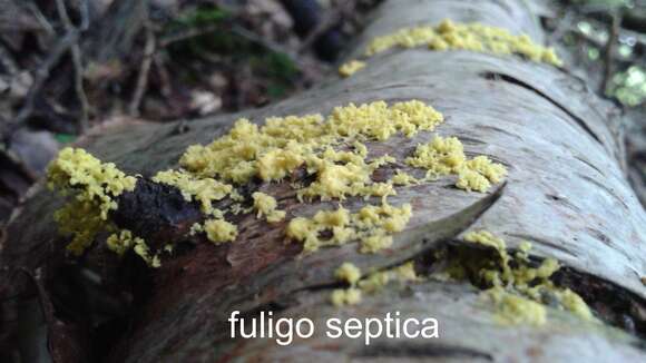 Imagem de Fuligo septica