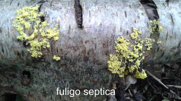 Image of Dog vomit slime mold