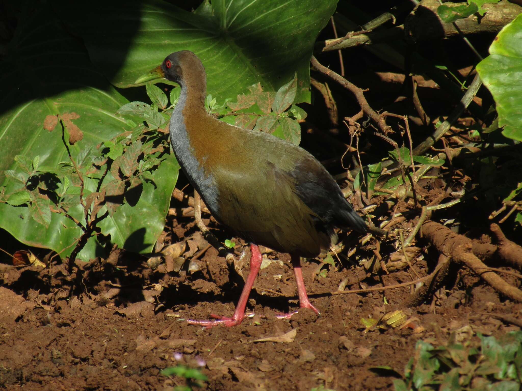 Image of Giant Wood Rail