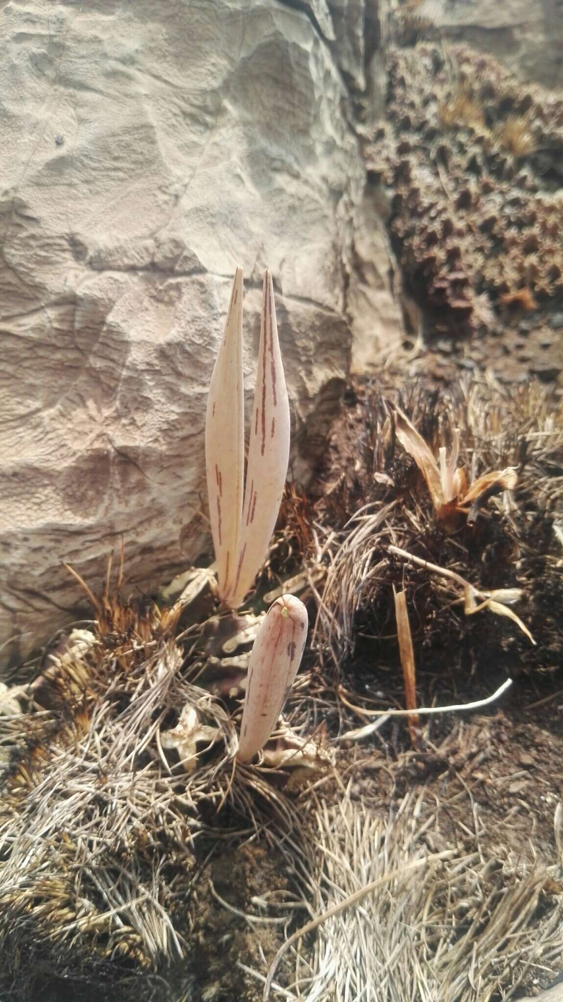 Image of Ceropegia loeseneriana (Schltr.) Bruyns