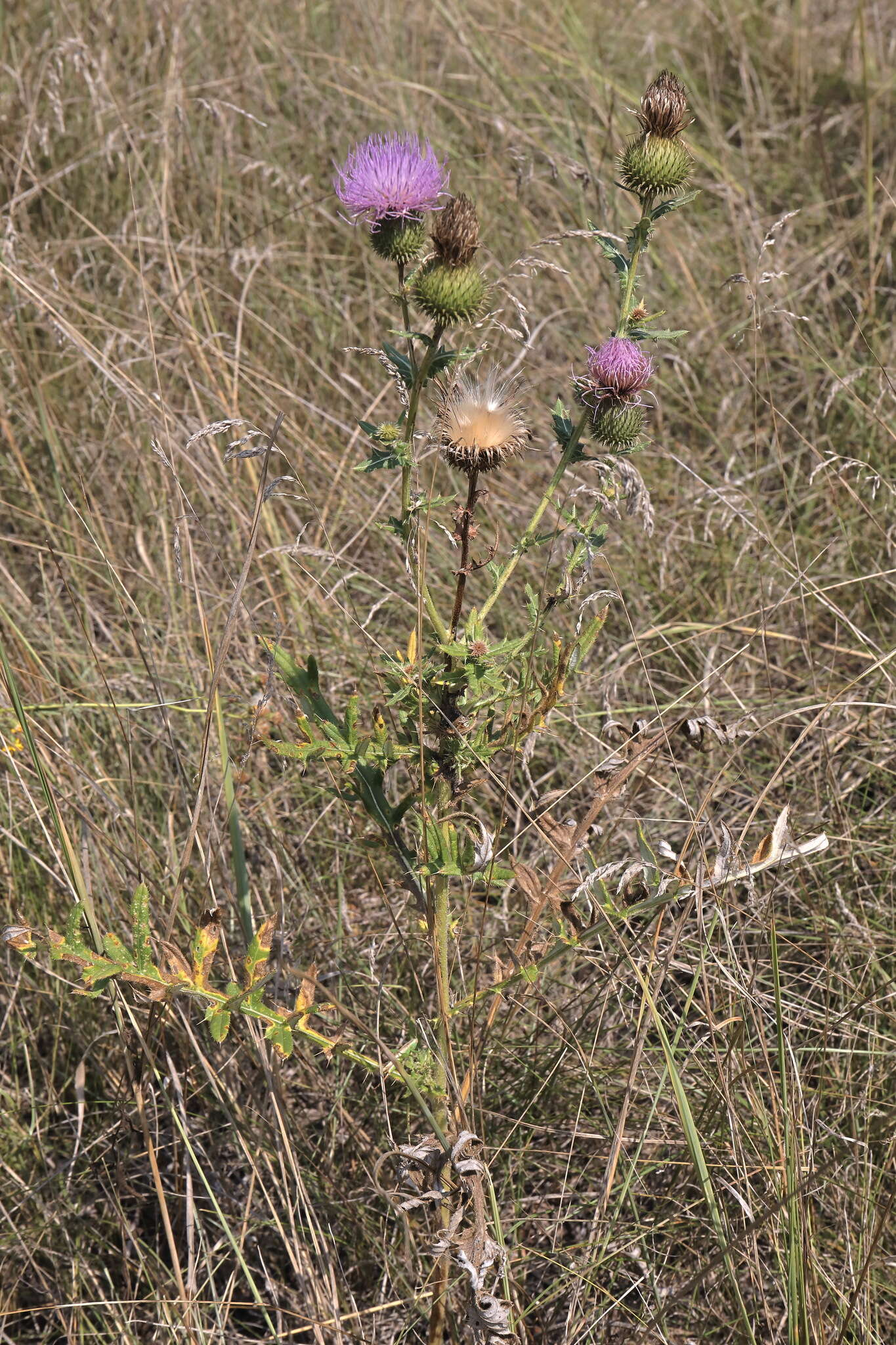 Cirsium serrulatum (M. Bieb.) Fischer的圖片