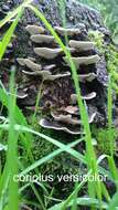 Image of Turkey Tail