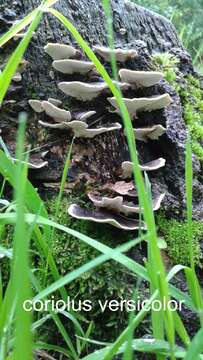 Image of Turkey Tail