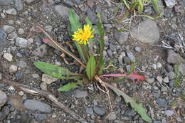 Image of Taraxacum longicorne Dahlst.