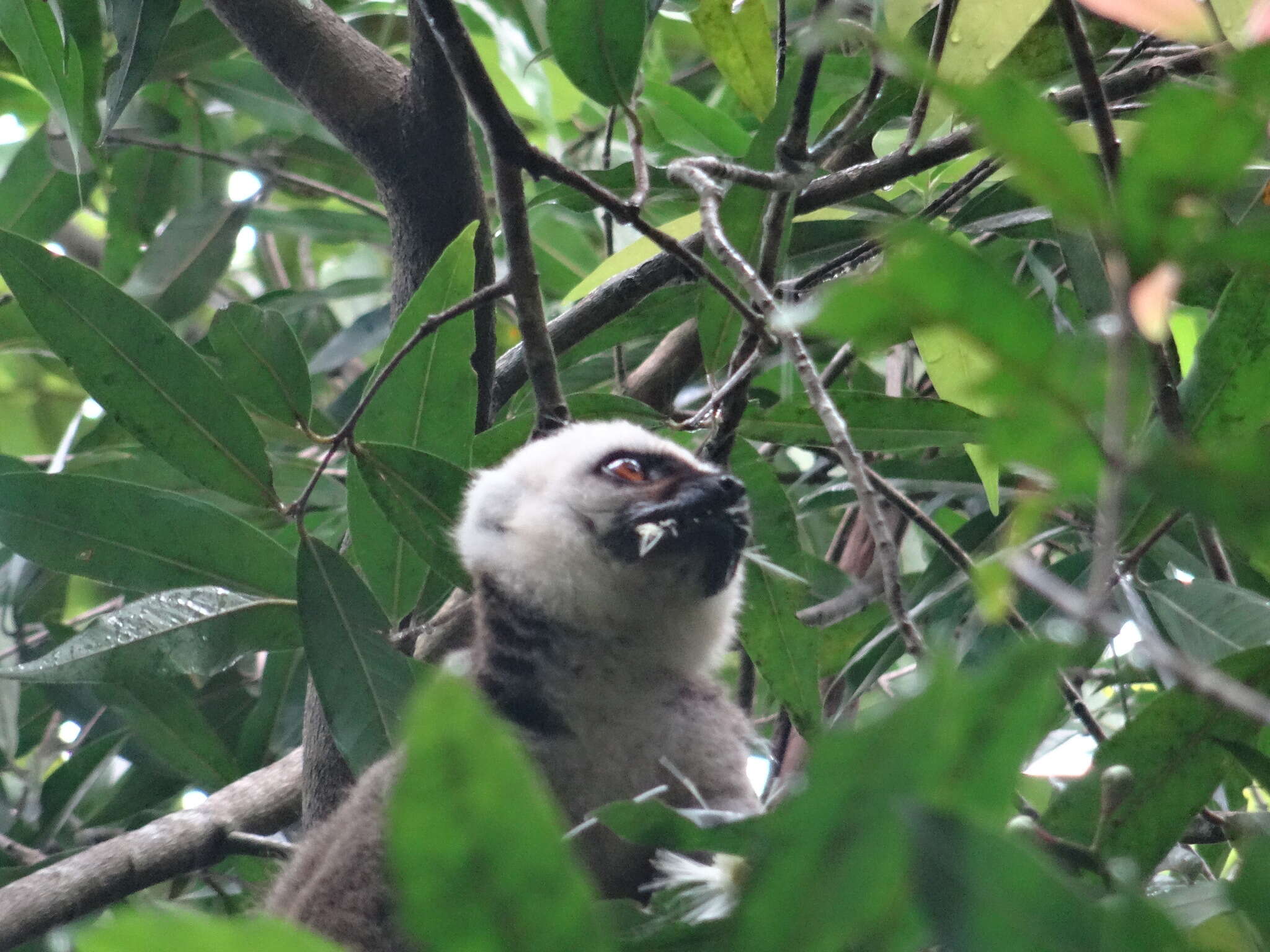 Image of White-fronted Brown Lemur