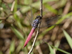 Image of Rosy Skimmer