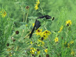 Sivun Crotophaga Linnaeus 1758 kuva